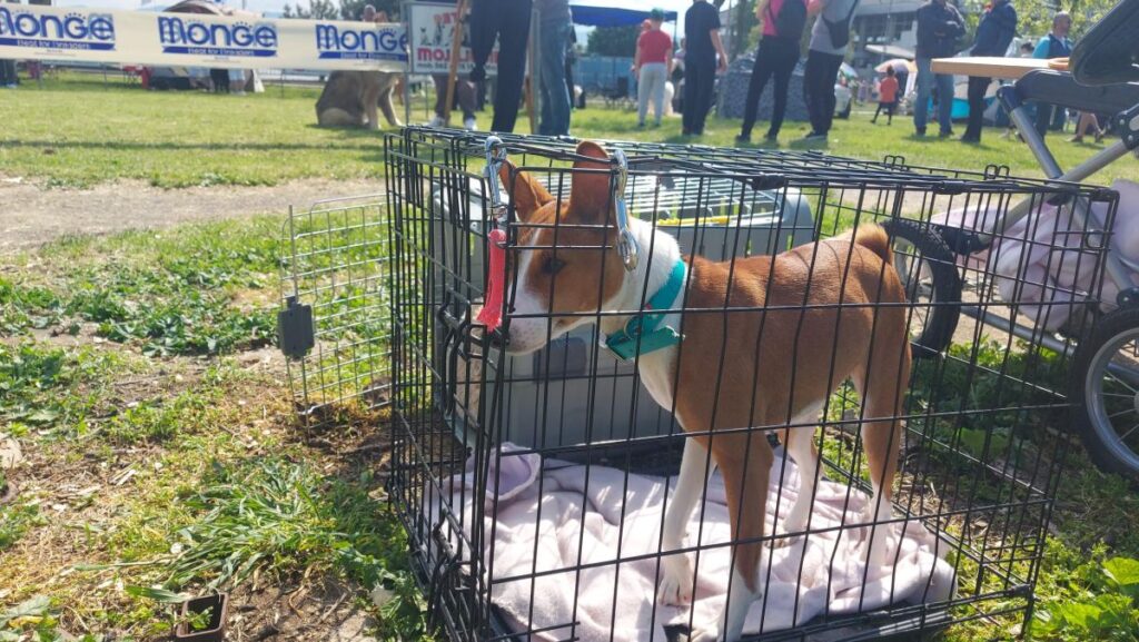 Otvorena prvomajska Međunarodna izložba pasa u Vranju 4 13857 BB7B3vSTFIVs 1200