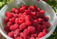 maline