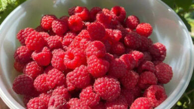 maline