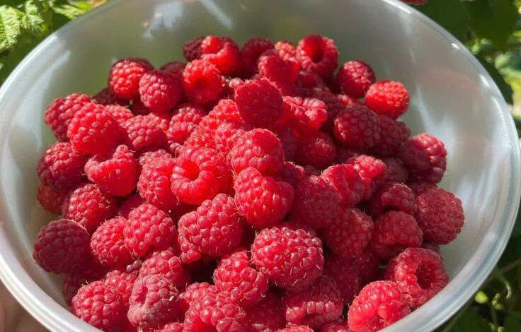 maline